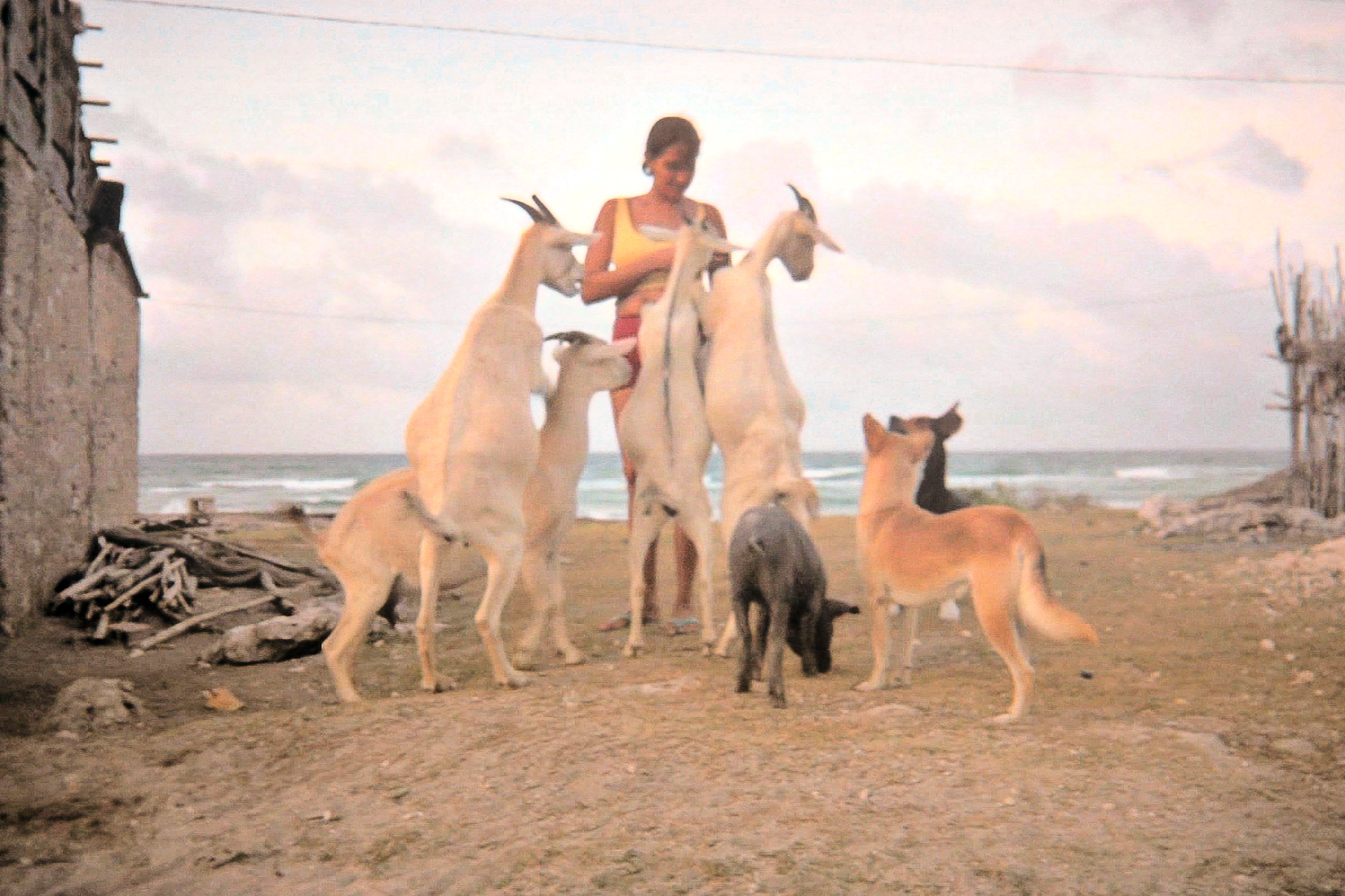 Strawberry Tree IMAGES